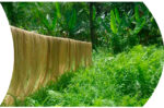 Abaca - Terranova papers
